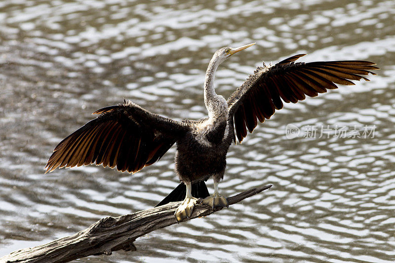 印度拉贾斯坦邦的印度飞鱼(Anhinga melanogaster)。